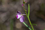 Showy milkwort